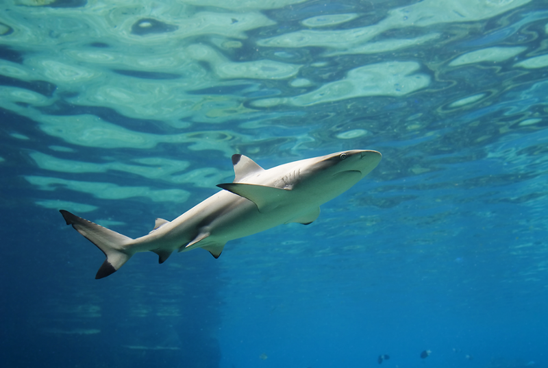 Dallas World Aquarium